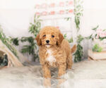 Small Photo #3 Goldendoodle-Poodle (Miniature) Mix Puppy For Sale in WARSAW, IN, USA