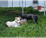 Small #4 Labrador Retriever Mix