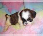 Small #2 Shih Tzu