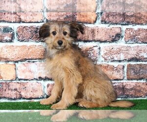 Sheltidoodle Puppy for sale in BEL AIR, MD, USA
