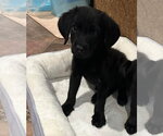 Small Labrador Retriever Mix
