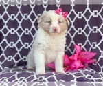 Small Photo #12 Australian Shepherd Puppy For Sale in LAKELAND, FL, USA