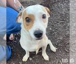 Small #5 Retriever  Mix