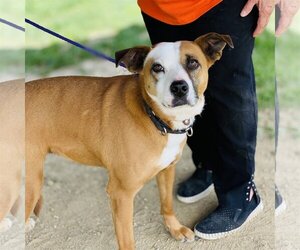 Gemma *Adopt or Foster* - Female Mutt Dog for Adoption - Photo #4