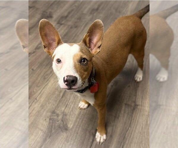 Medium Photo #1 Basenji-Unknown Mix Puppy For Sale in Lakewood, CO, USA
