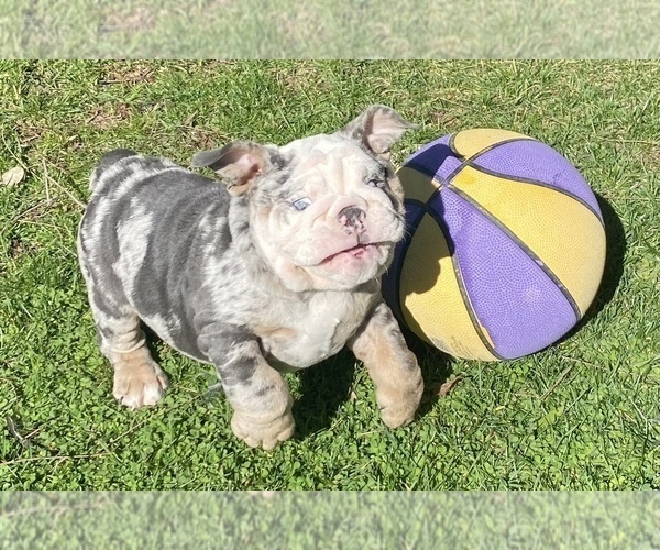 Medium Photo #10 English Bulldog Puppy For Sale in RANCHO CUCAMONGA, CA, USA