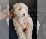Small #10 Lhasa Apso