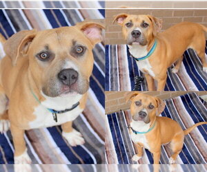 Mutt Dogs for adoption in Fort Wayne, IN, USA