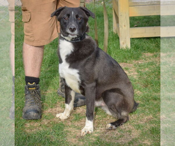 Medium Photo #5 Border Collie-Unknown Mix Puppy For Sale in Huntley, IL, USA