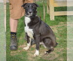 Small #4 Border Collie Mix