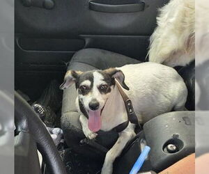 Mutt Dogs for adoption in San Antonio, TX, USA