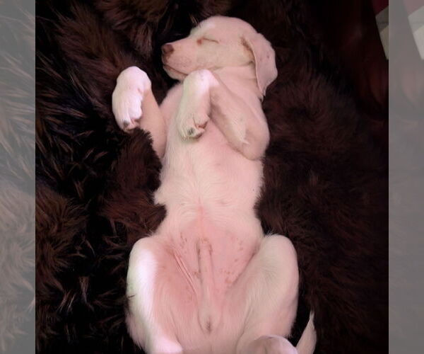 Medium Photo #10 Pointer-Unknown Mix Puppy For Sale in Fargo, ND, USA