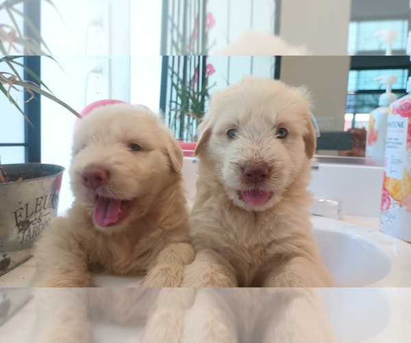 Medium Photo #5 Labradoodle Puppy For Sale in DIXON, CA, USA