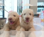 Small #4 Labradoodle