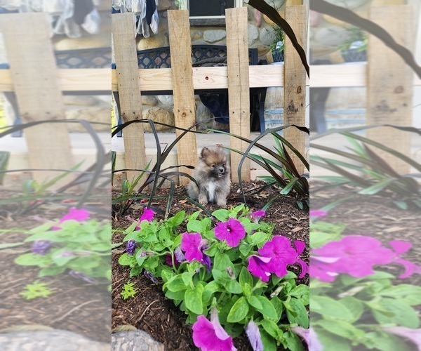 Medium Photo #15 Pomeranian Puppy For Sale in GREENWOOD, WI, USA