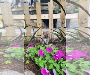 Medium Pomeranian