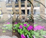 Puppy Western Pomeranian