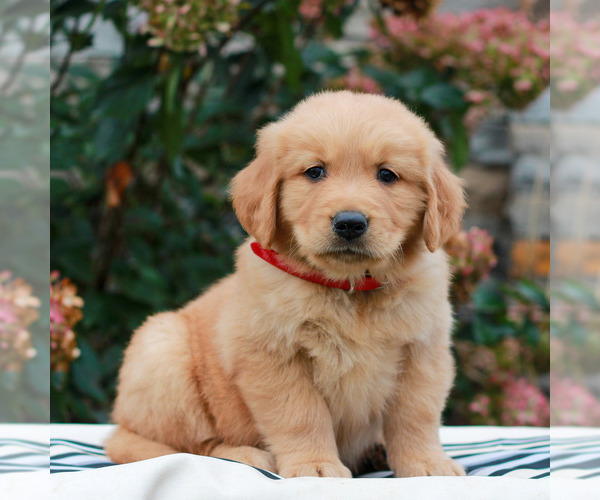 Medium Photo #1 Golden Retriever Puppy For Sale in LITITZ, PA, USA