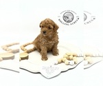 Small Photo #3 Poodle (Toy) Puppy For Sale in MARYVILLE, MO, USA
