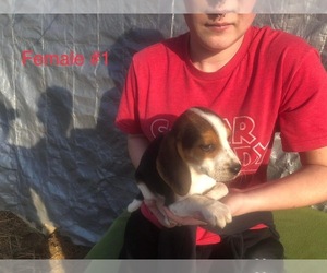 Beagle Puppy for sale in POMEROY, OH, USA