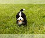 Small Photo #11 Bernese Mountain Dog Puppy For Sale in SHIPSHEWANA, IN, USA