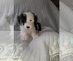 Small Photo #1 Sheepadoodle Puppy For Sale in TAYLOR, MI, USA