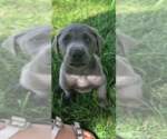 Small Photo #1 Labrador Retriever Puppy For Sale in LEASBURG, MO, USA