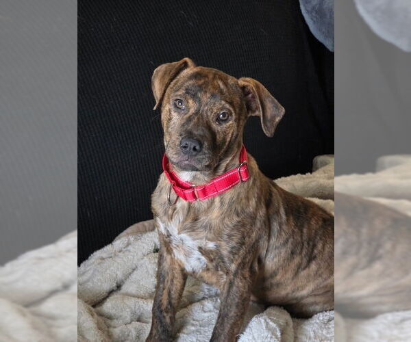 Medium Photo #9 American Staffordshire Terrier-Labrador Retriever Mix Puppy For Sale in Brewster, NY, USA