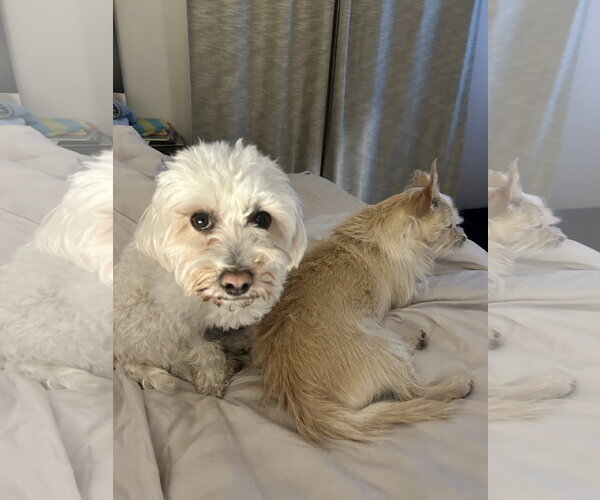 Medium Photo #12 Maltese-Unknown Mix Puppy For Sale in Westmont, IL, USA