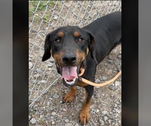 Medium Photo #2 Doberman Pinscher-Unknown Mix Puppy For Sale in Conroe, TX, USA