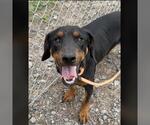Small #1 Doberman Pinscher Mix