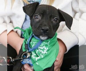 Chihuahua-Unknown Mix Dogs for adoption in Washington, DC, USA