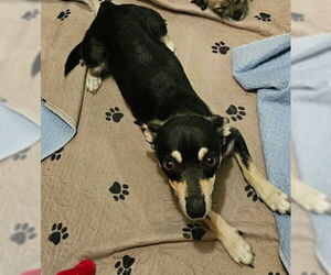 Chihuahua Dogs for adoption in San Antonio, TX, USA