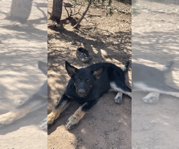 Medium Photo #2 German Malinois Puppy For Sale in FORT GARLAND, CO, USA