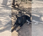 Small #1 German Malinois