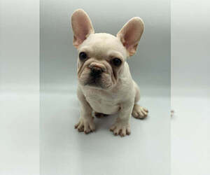 French Bulldog Puppy for sale in SAN DIEGO, CA, USA