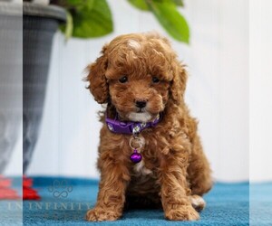 Poodle (Toy) Puppy for sale in EAST EARL, PA, USA