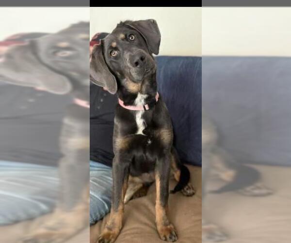 Medium Photo #2 Labmaraner Puppy For Sale in Springdale, PA, USA