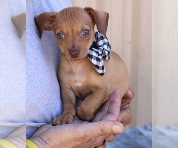 Medium Photo #4 Chiweenie Puppy For Sale in Bandera, TX, USA