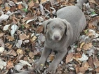 Small Photo #2 Labrador Retriever Puppy For Sale in WINFIELD, KS, USA