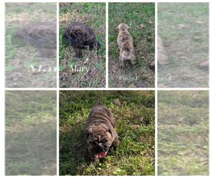 English Bulldog Puppy for sale in NEVADA, MO, USA