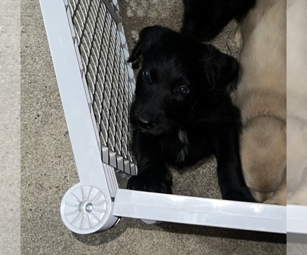 Medium Photo #7 Labradoodle Puppy For Sale in KIRKSVILLE, MO, USA