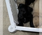 Small Photo #8 Labradoodle Puppy For Sale in KIRKSVILLE, MO, USA