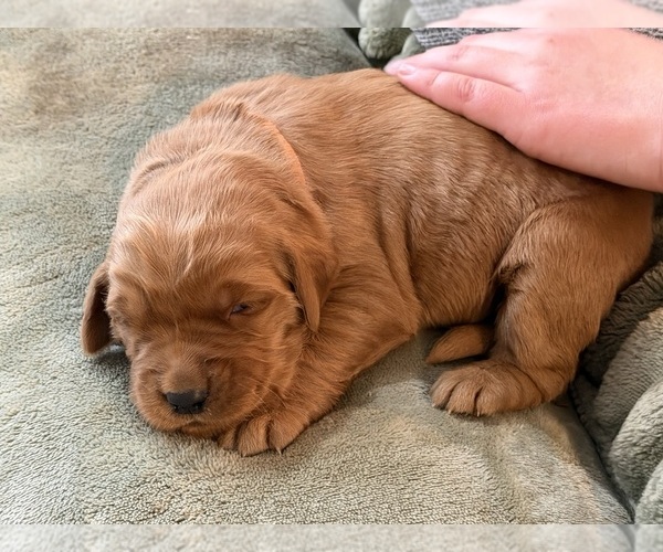 Medium Photo #11 Golden Retriever Puppy For Sale in WOODSTOCK, CT, USA