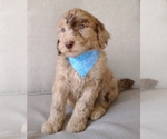 Small Photo #4 Poodle (Standard) Puppy For Sale in NEW YORK MILLS, MN, USA