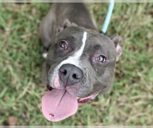 Medium Photo #3 American Pit Bull Terrier Puppy For Sale in Glen Allen, VA, USA