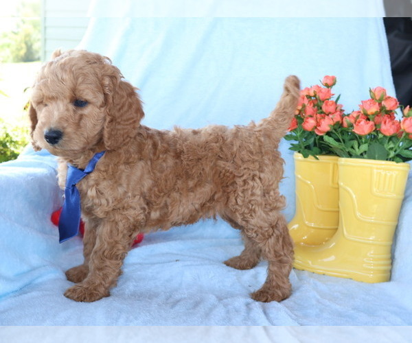 Medium Photo #6 Goldendoodle (Miniature) Puppy For Sale in GIRARD, KS, USA