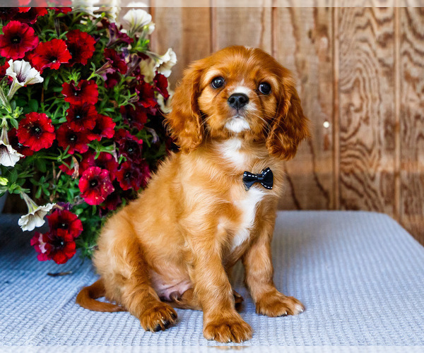 Medium Photo #16 Cavalier King Charles Spaniel Puppy For Sale in WAKARUSA, IN, USA