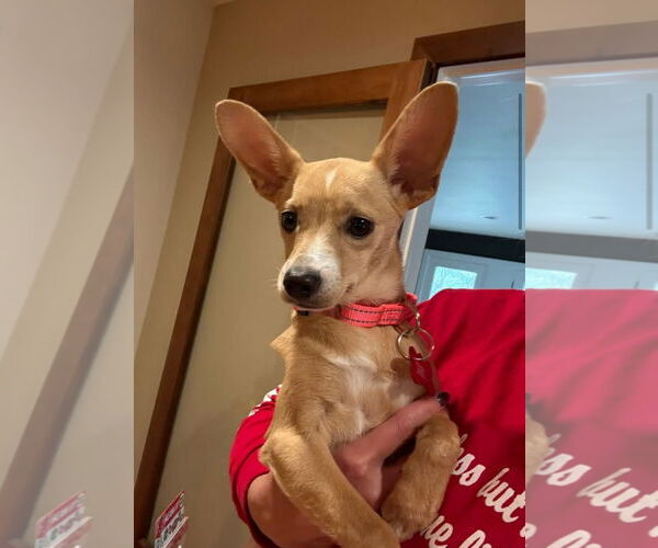 Medium Photo #5 Chihuahua-Unknown Mix Puppy For Sale in Grafton, WI, USA