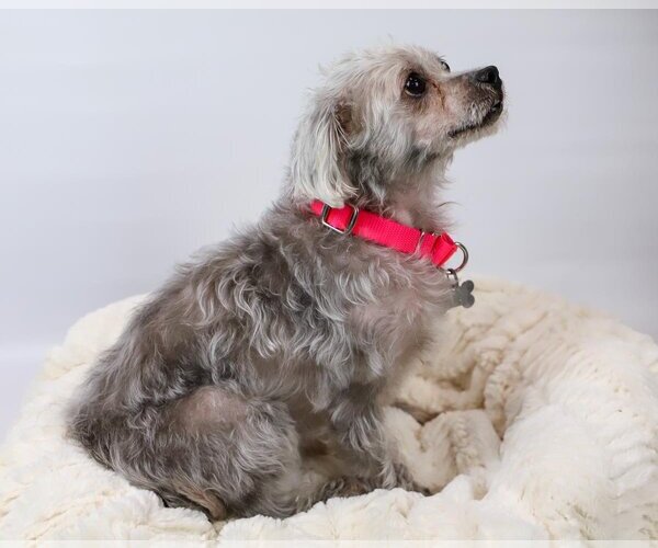 Medium Photo #5 Poodle (Miniature)-Unknown Mix Puppy For Sale in Kennesaw, GA, USA